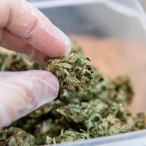 Small bud blueberry bio FR 20gr