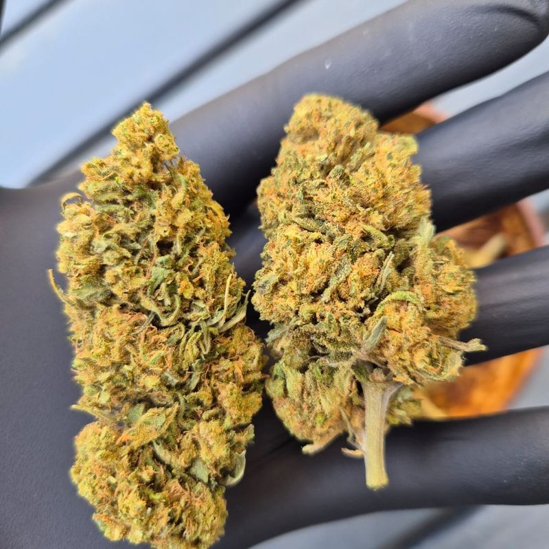 Skywalker XXL Greenhouse Bio FR 100gr