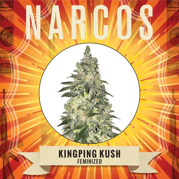 NARCOS Kingpin Kush Féminisé