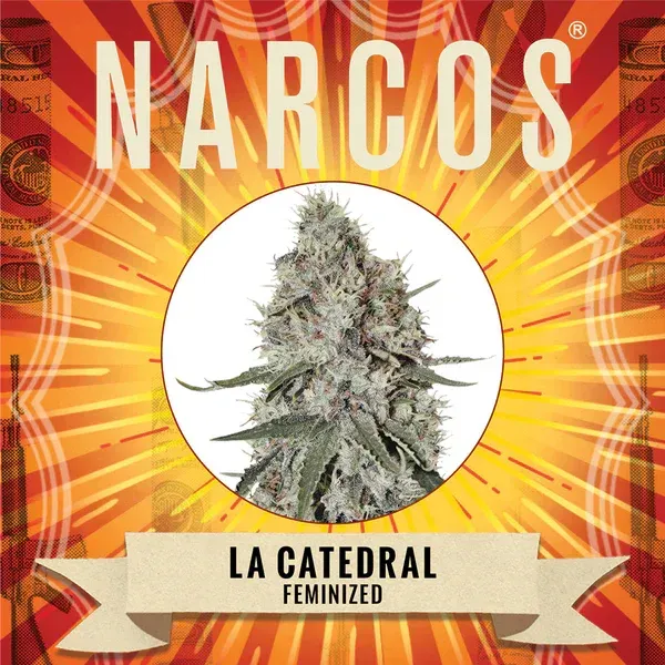 NARCOS La Cathédrale Féminisé