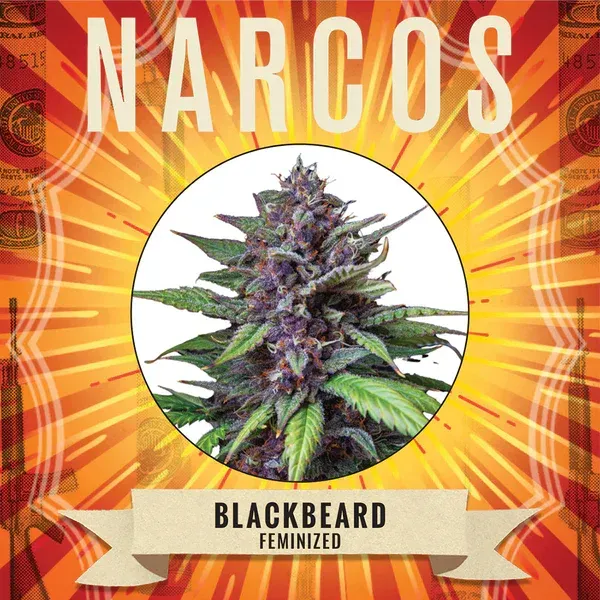 NARCOS Barbe Noire Féminisé