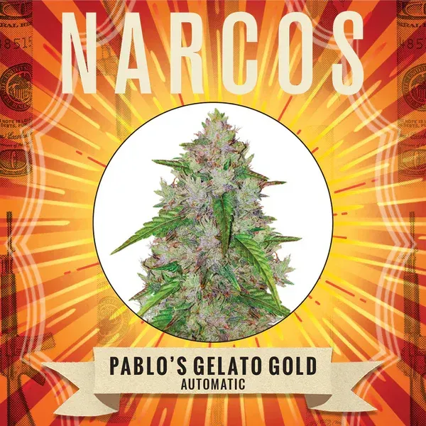 NARCOS Pablo's Gelato Gold Automatic