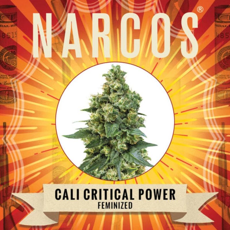 Puissance critique NARCOS Cali  Féminisé