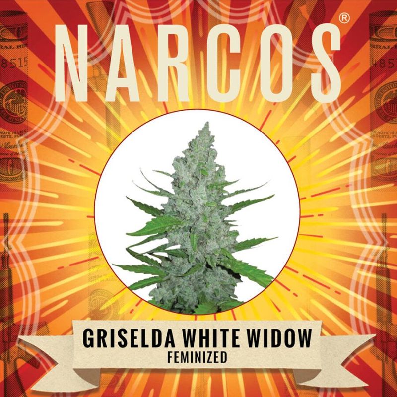 NARCOS Griselda Veuve Blanche féminisé