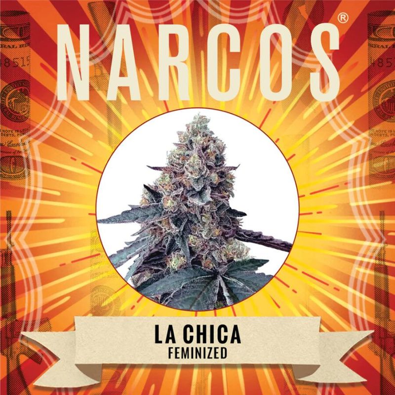 NARCOS La Chica féminisé