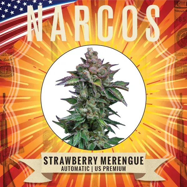 Fraise meringuée NARCOS automatic us premiun