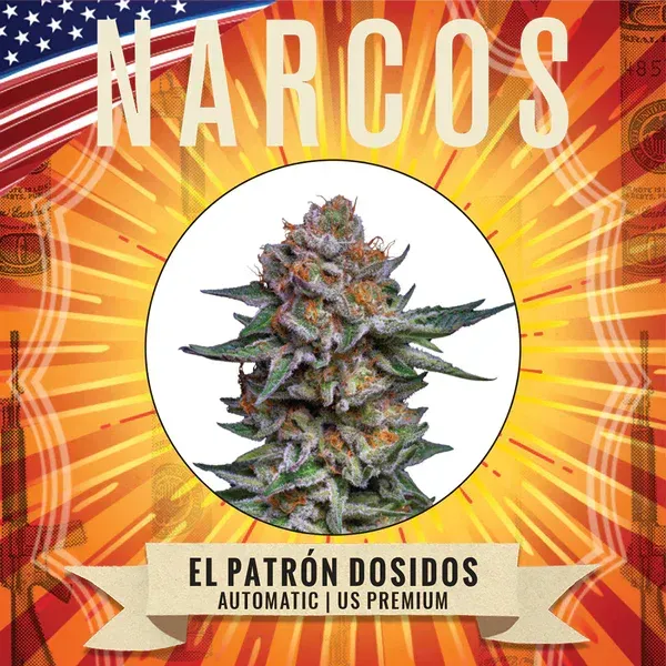 NARCOS El Patrón Dosidos automatic us premiun