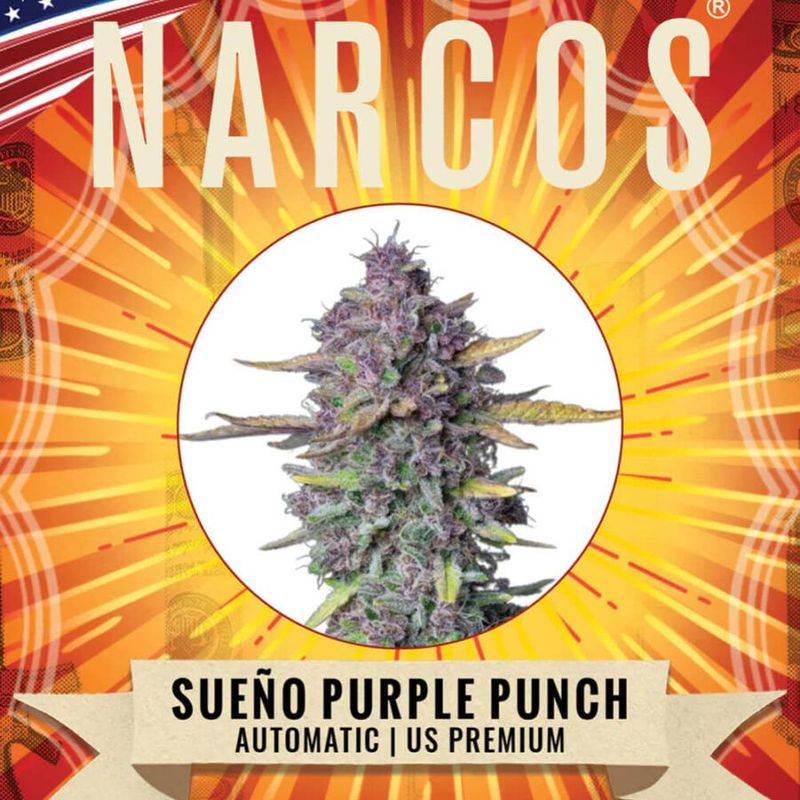 Punch violet de NARCOS Sueño automatic us premium