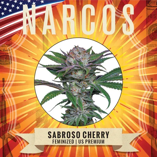 Cerise Sabroso de NARCOS féminisé us premium