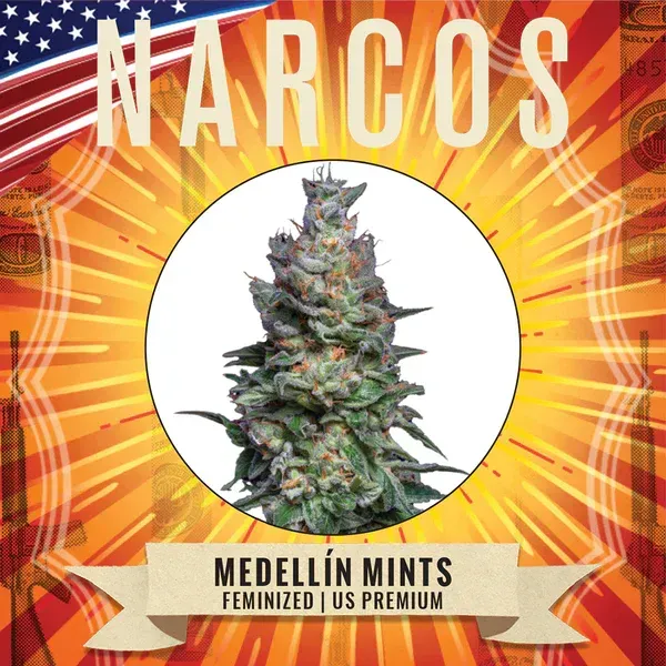 Menthes NARCOS Medellín féminisé us premium