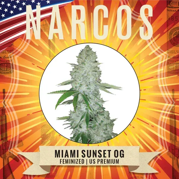 NARCOS Miami Sunset OG féminisé us premium