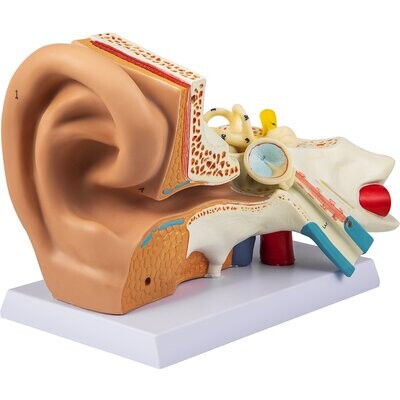 Modelo de Anatomía de Oído Humano.