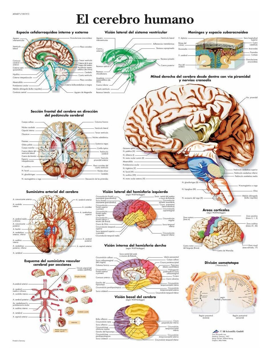 Lamina el Cerebro Humano