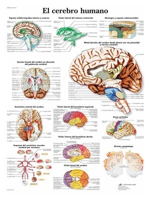 Lamina el Cerebro Humano