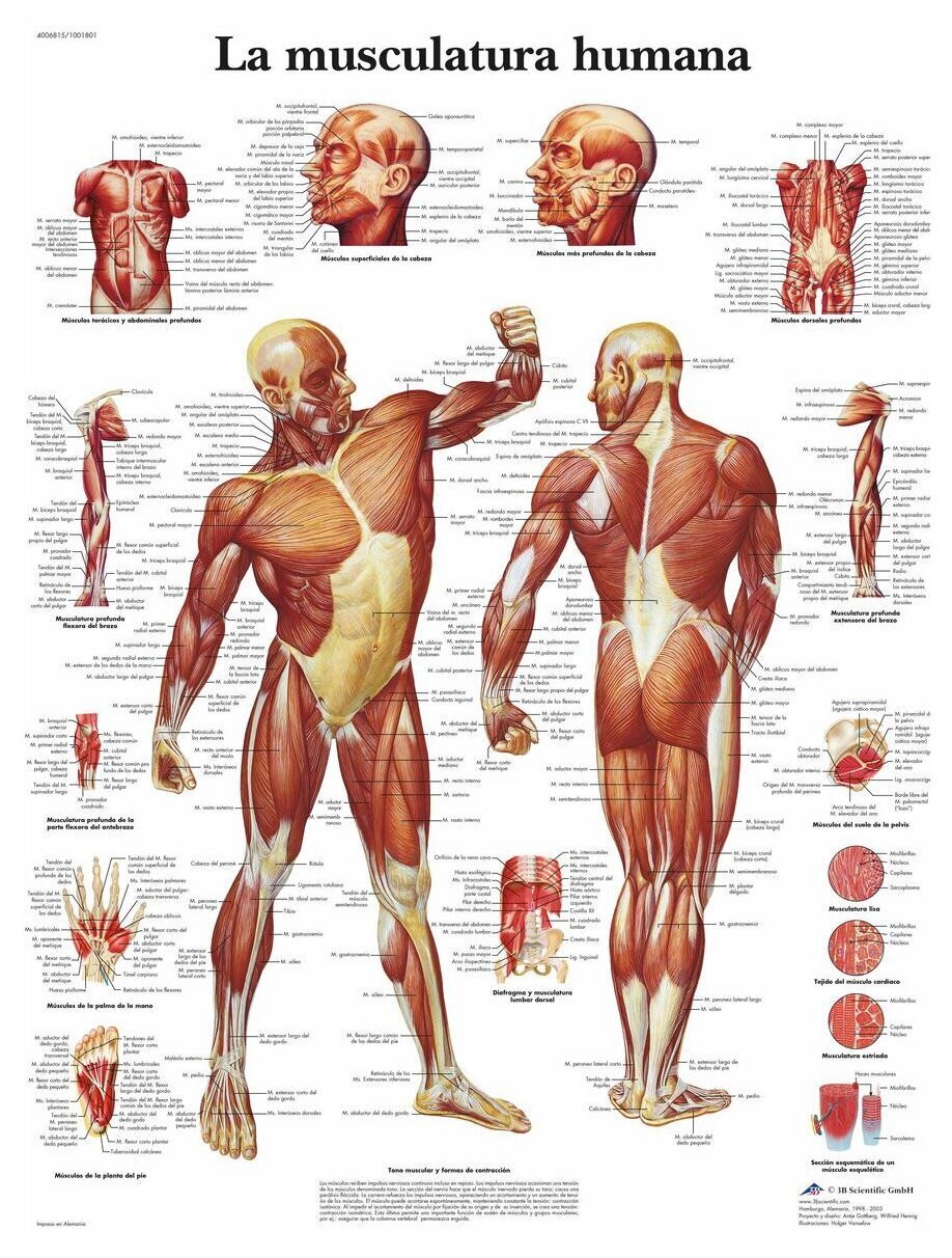 Lamina la Musculatura Humana.