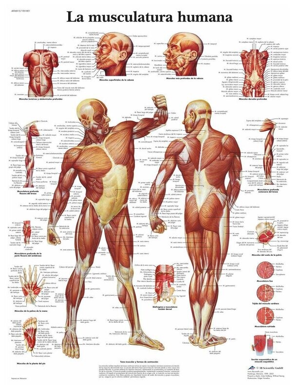 Lamina la Musculatura Humana.