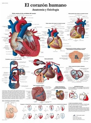 Lamina el Corazón Humano, Anatomía y Fisiología