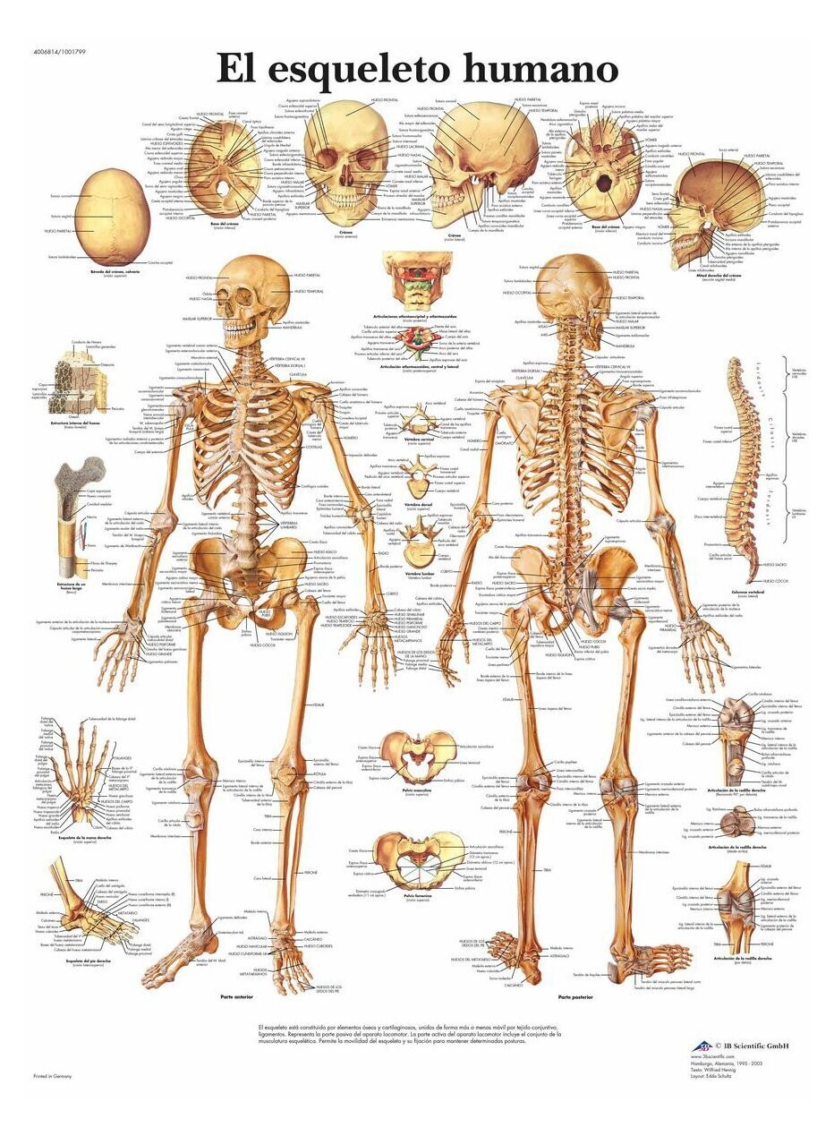 Lamina el Esqueleto Humano