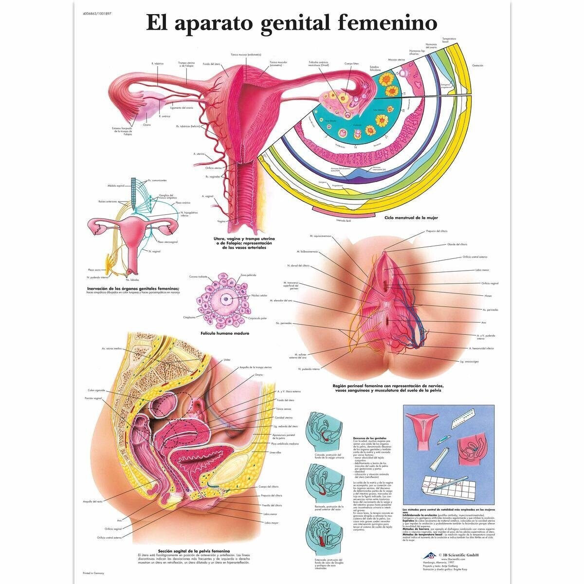 Lamina el Aparato Genital Femenino