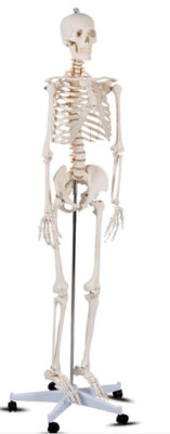 Modelo Anatómico Profesional de esqueleto masculino adulto.