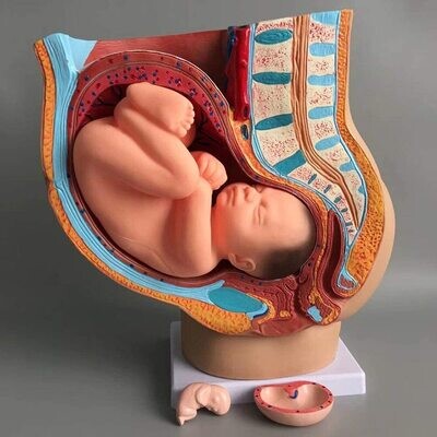 Modelo De Anatomía del Embarazo. Incluye un modelo de feto extraíble a término completo que muestra la anatomía de la placenta.
Tamaño real.