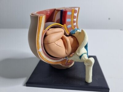 Modelo de enseñanza médica. Embarazo humano. 10 cm.