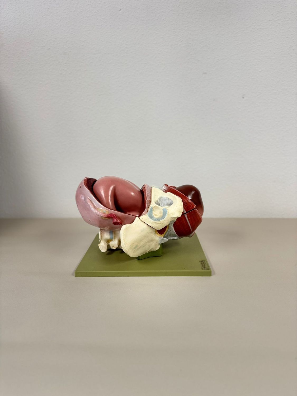 Figura anatómica parto. Alquiler figura anatómica del parto.