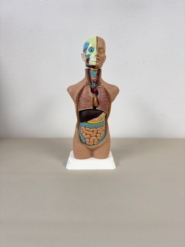 Modelo anatómico de torso humano de mesa. Alquiler torno anatómico del cuerpo humano.