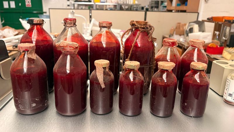 Lote de botellas de cristal con sangre. Alquiler sangre en botes de cristal. Lote de botellas de cristal con sangre. Alquiler sangre en botes de cristal.