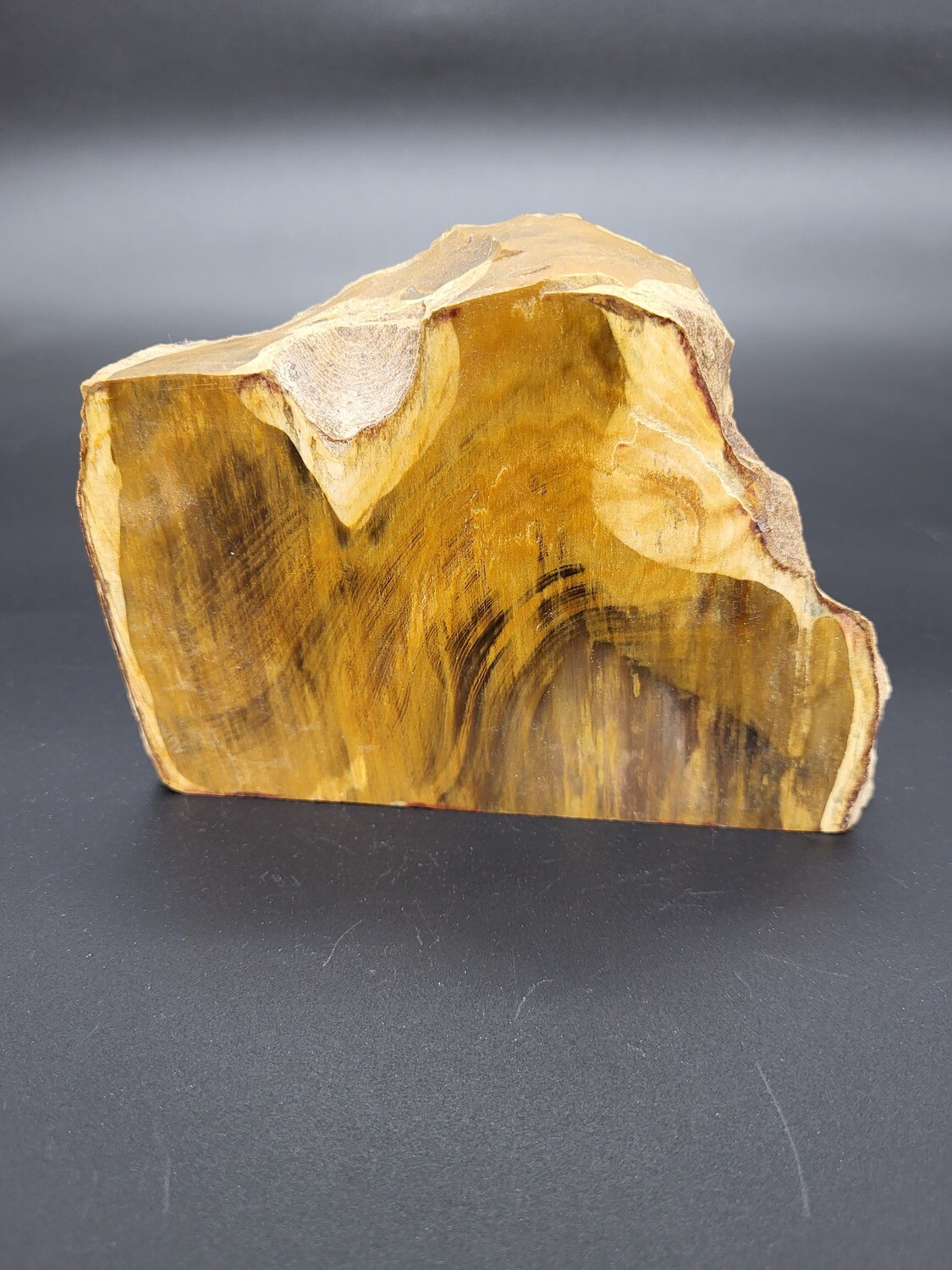 PETRIFIED WOOD &quot;B&quot;