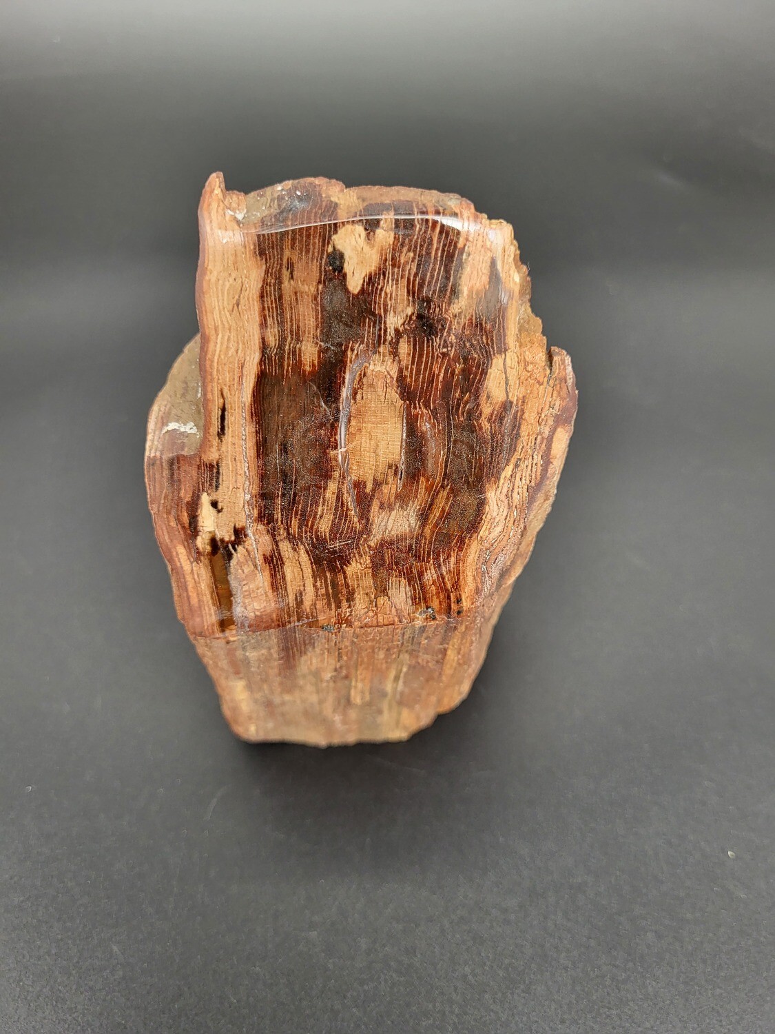 PETRIFIED WOOD &quot;D&quot;