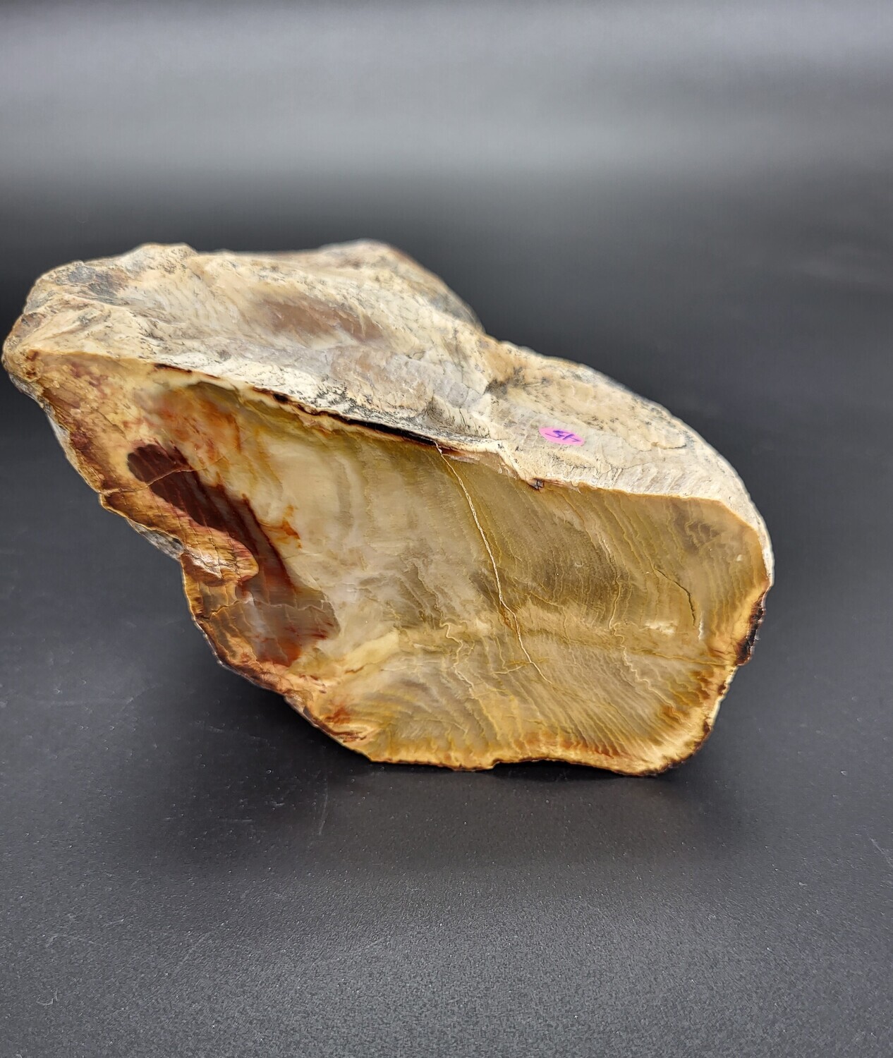 PETRIFIED WOOD &quot;L&quot;