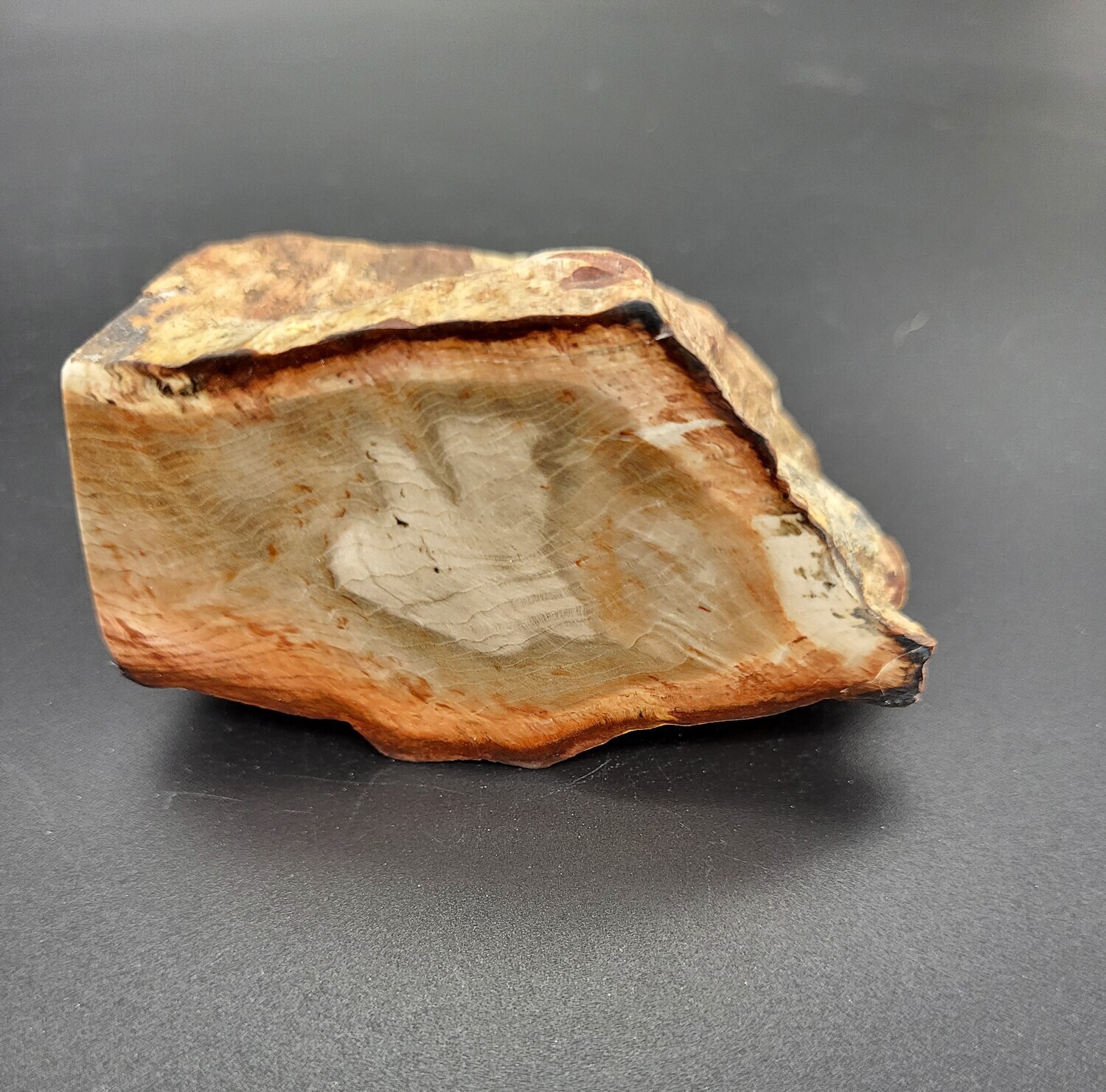 PETRIFIED WOOD &quot;P&quot;