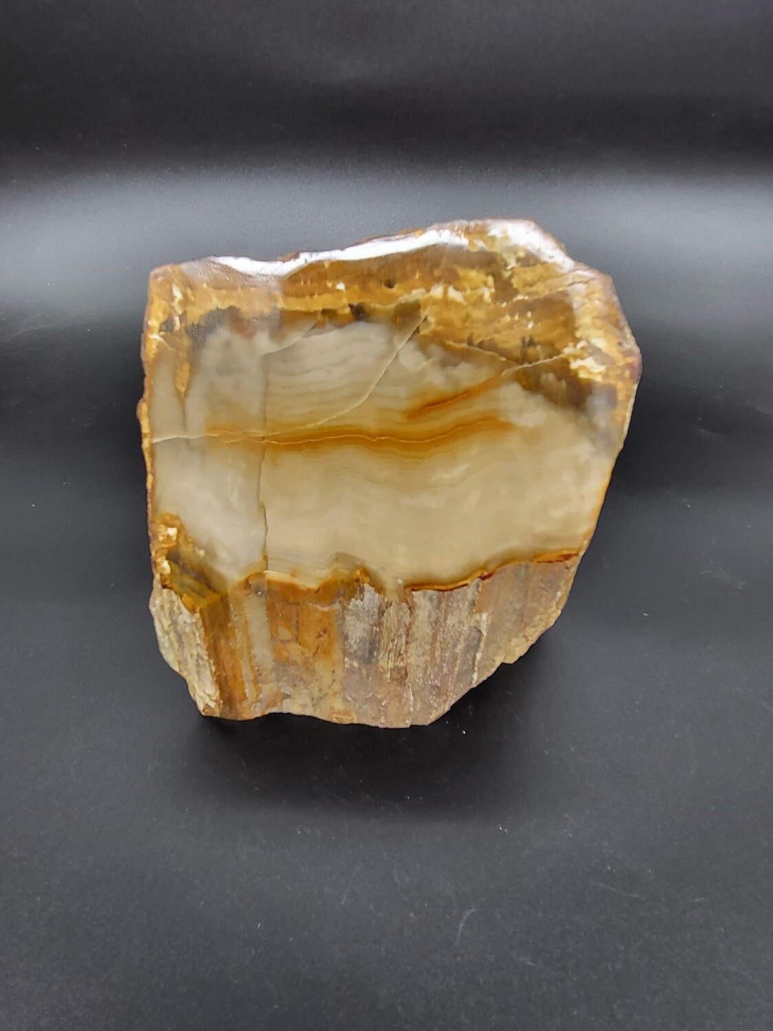 PETRIFIED WOOD &quot;A&quot;