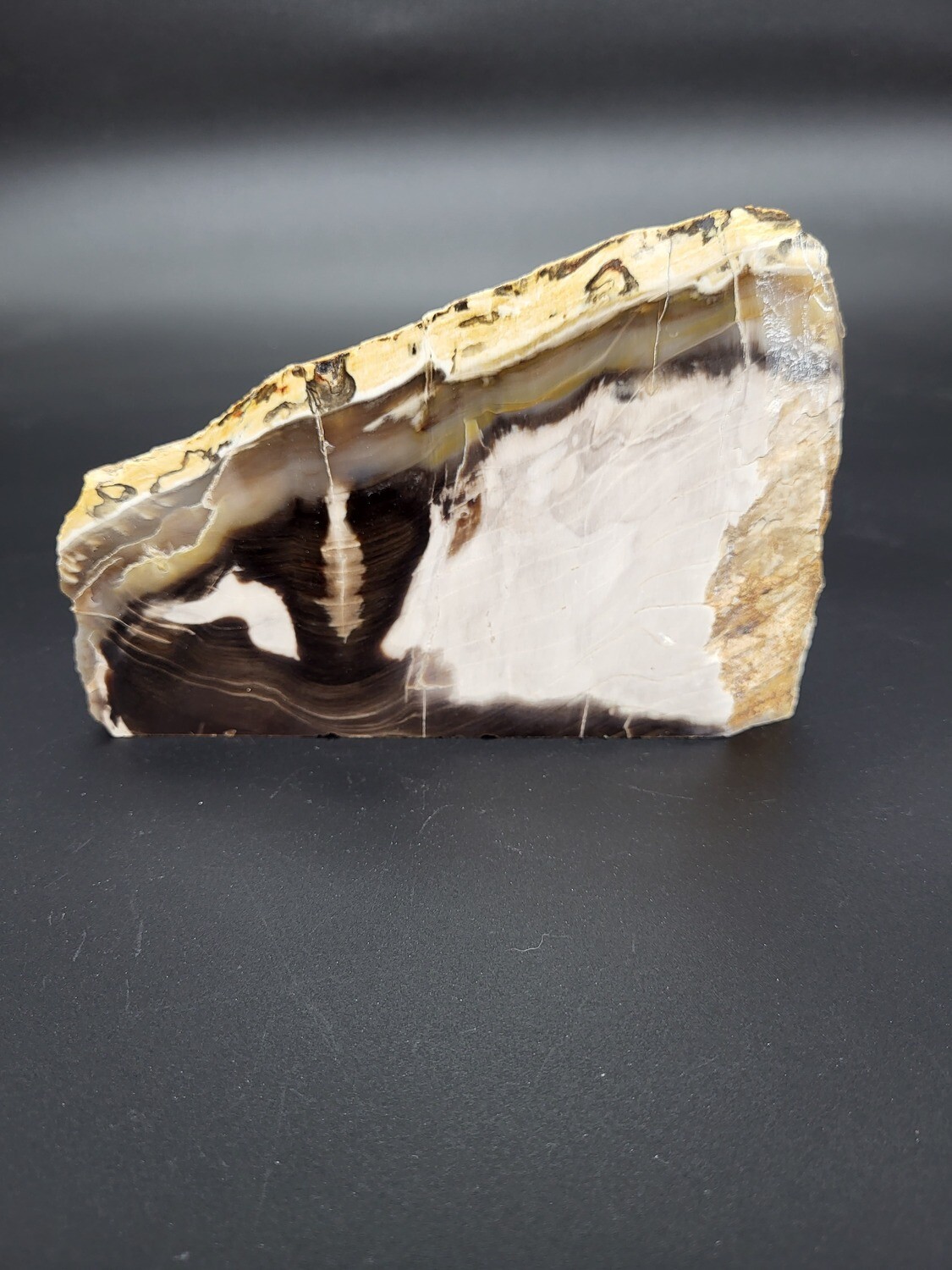 PETRIFIED WOOD &quot;C&quot;