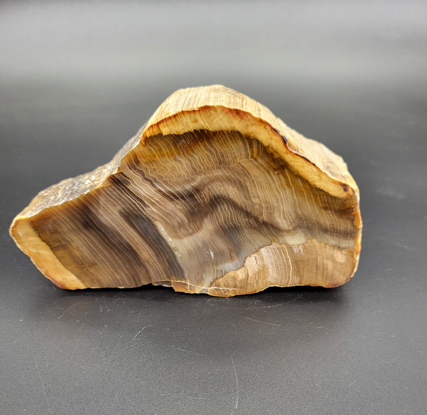 PETRIFIED WOOD &quot;E&quot;