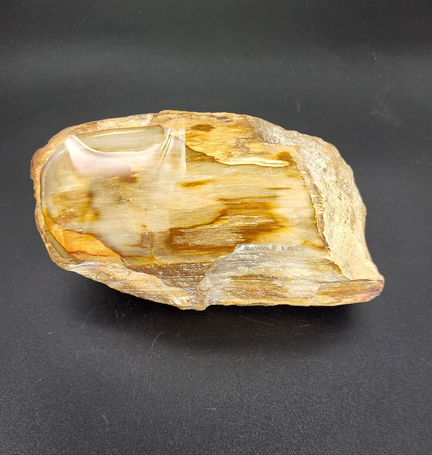 PETRIFIED WOOD &quot;F&quot;