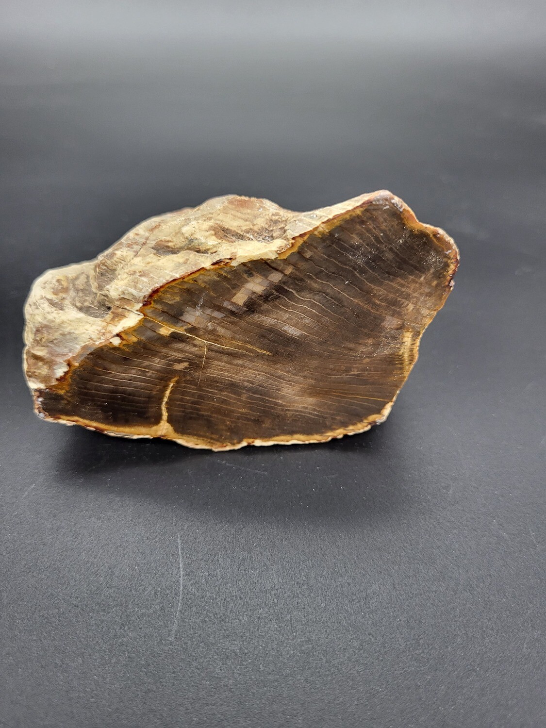 PETRIFIED WOOD &quot;I&quot;