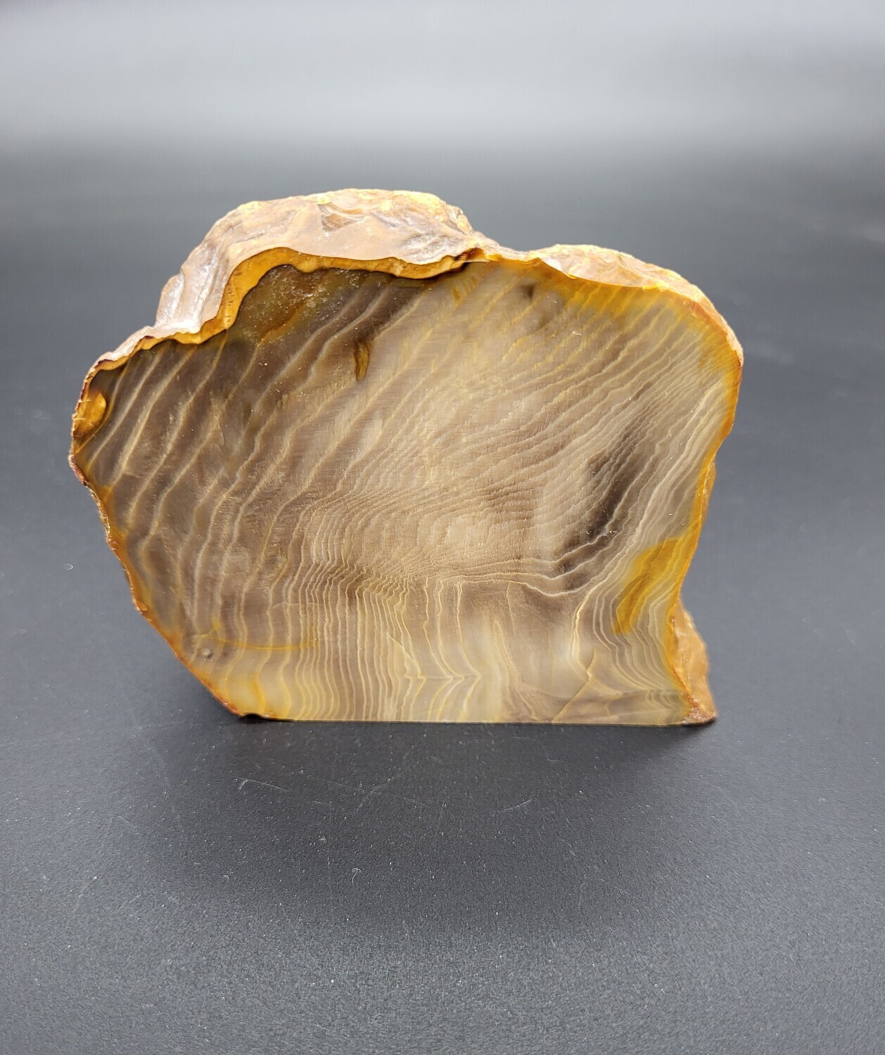 PETRIFIED WOOD &quot;J&quot;