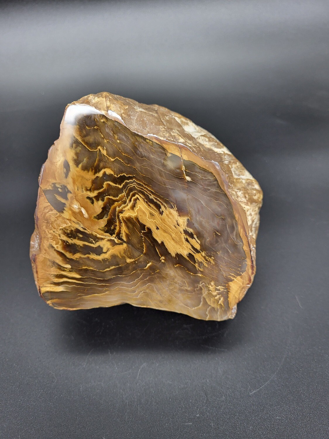 PETRIFIED WOOD &quot;T&quot;