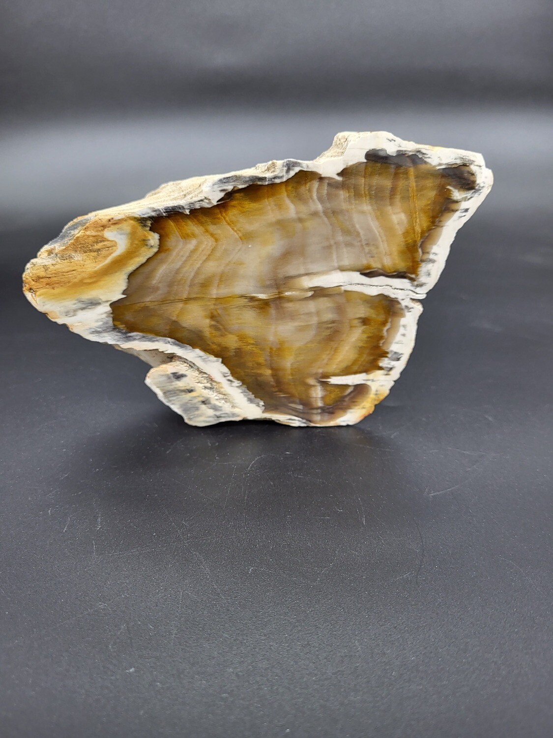 PETRIFIED WOOD &quot;U&quot;