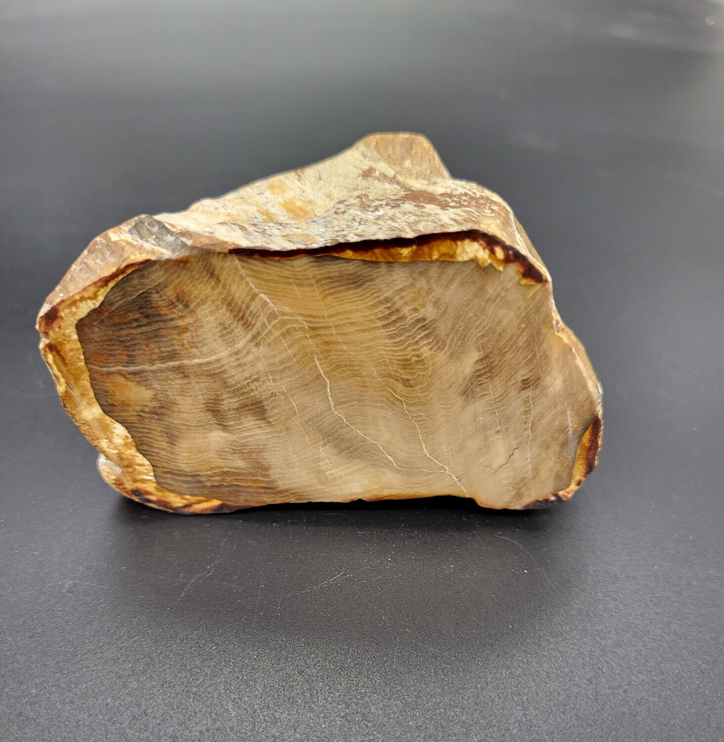 PETRIFIED WOOD &quot;M&quot;