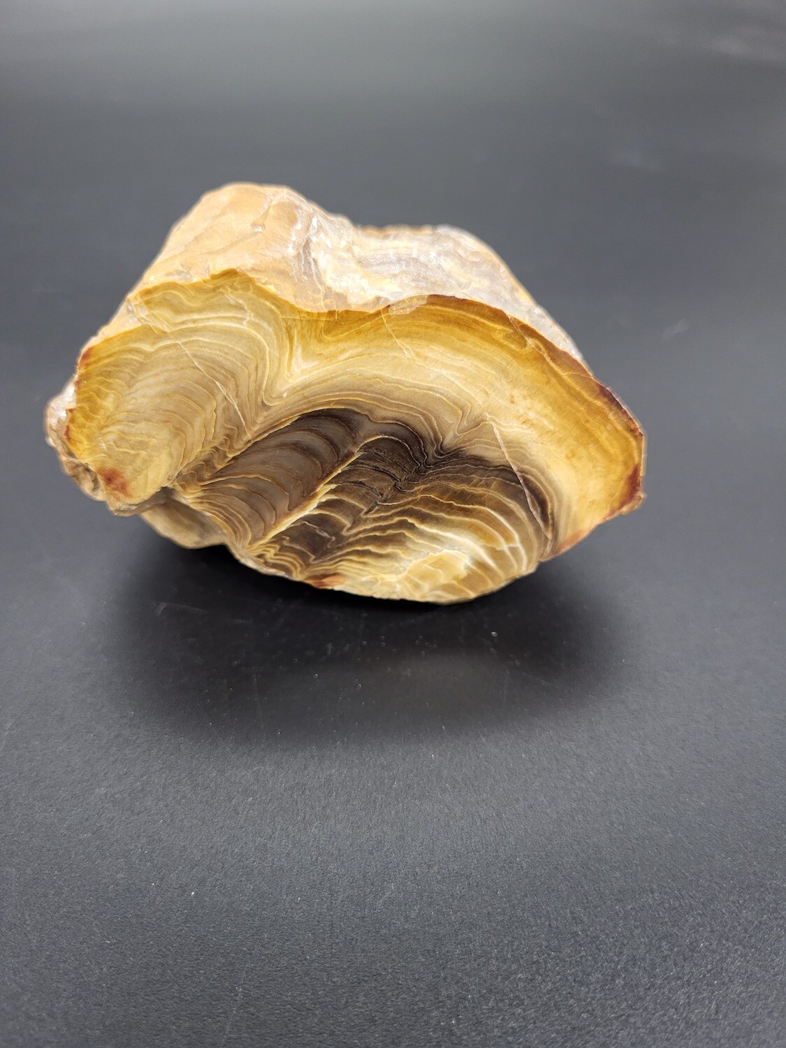 PETRIFIED WOOD &quot;Q&quot;