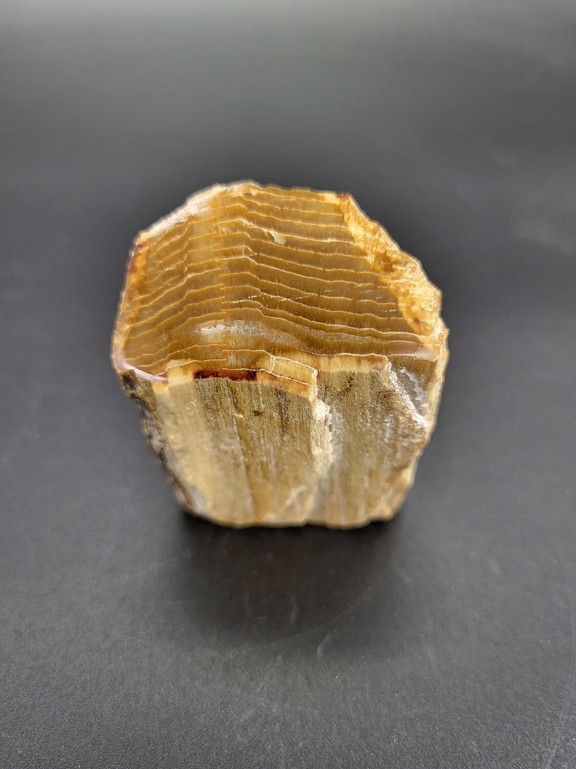PETRIFIED WOOD &quot;R&quot;