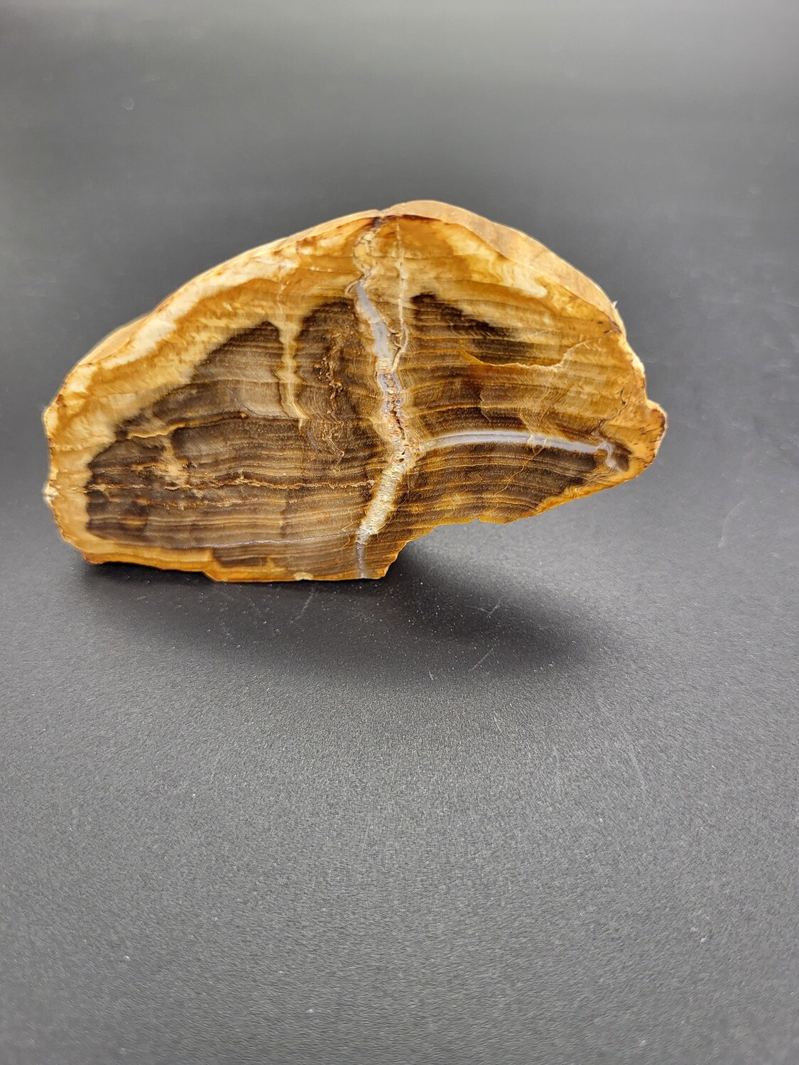 PETRIFIED WOOD &quot;W&quot;