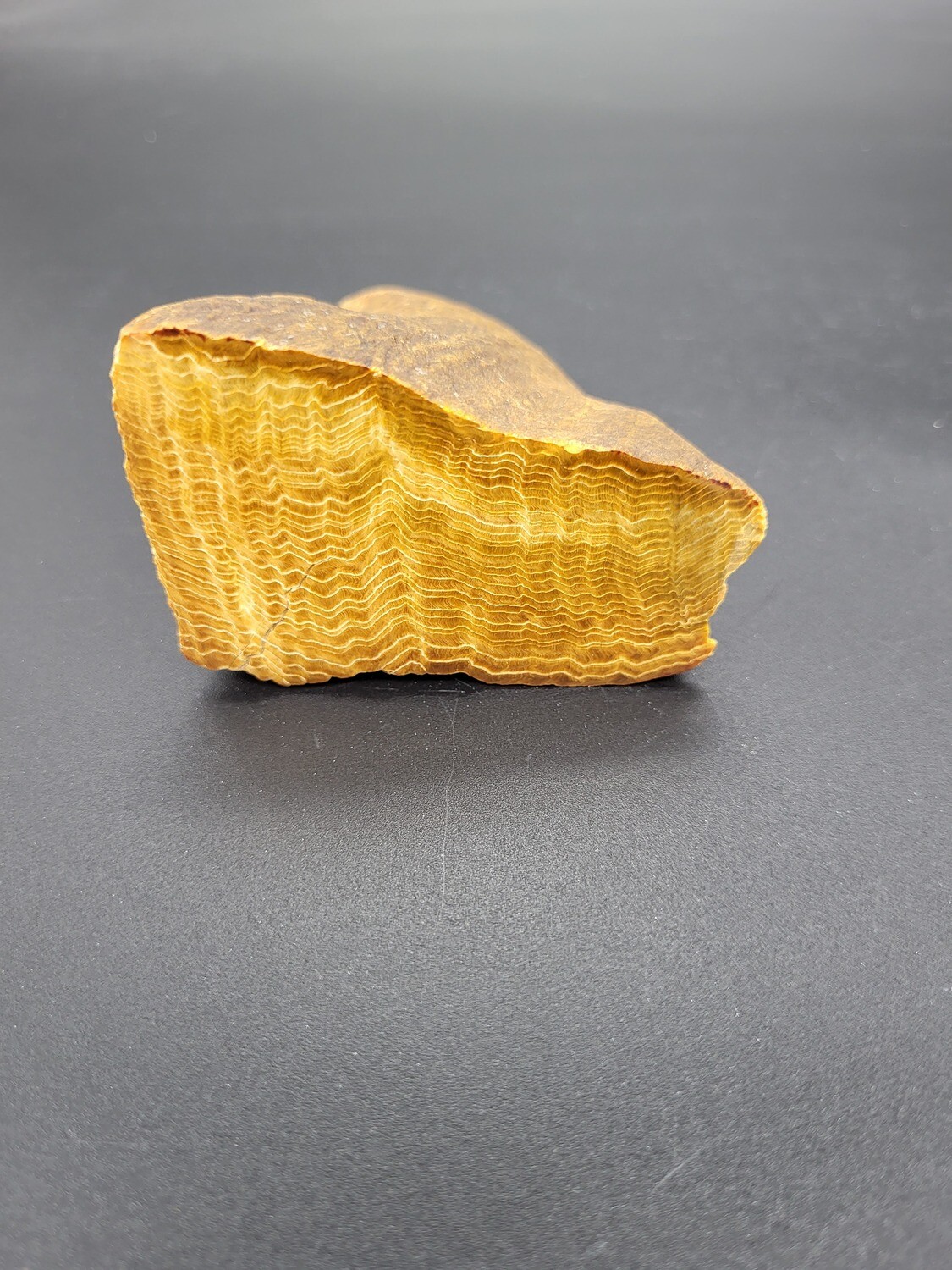 PETRIFIED WOOD &quot;X&quot;