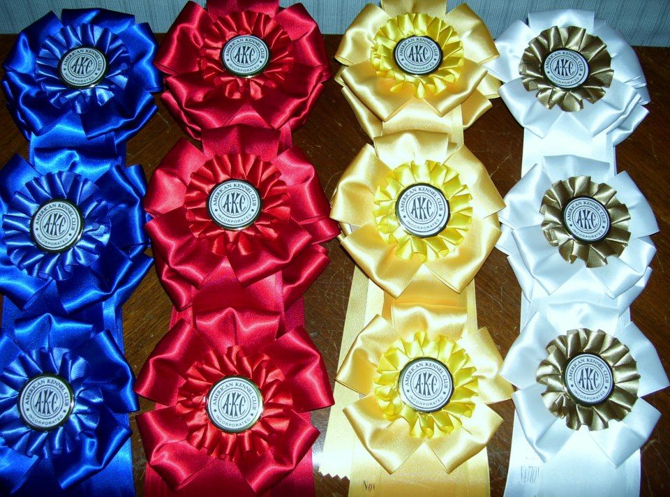 Trophy - Obedience Classes