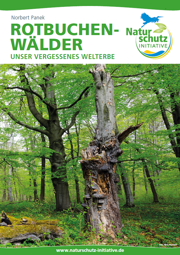 Rotbuchenwälder – Unser vergessenes Welterbe