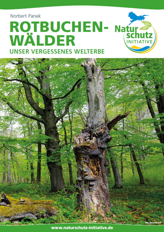 Rotbuchenwälder – Unser vergessenes Welterbe Rotbuchenwälder – Unser vergessenes Welterbe