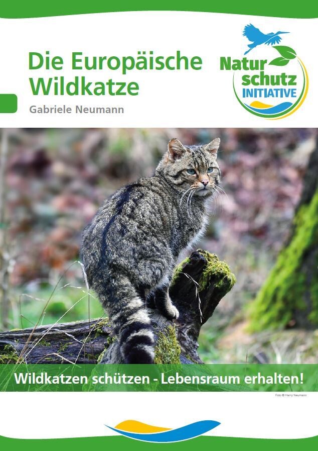 Die Europäische Wildkatze